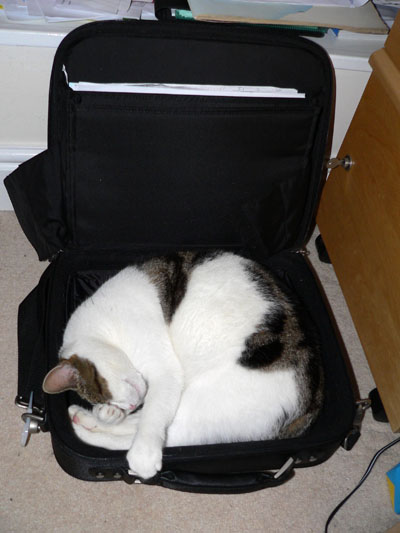Laptop cat